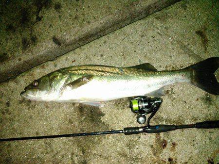 常夜灯ナイトシーバス